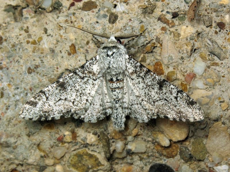 Biston betularia (Linnaeus, 1758)